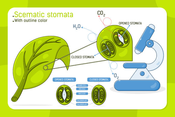 Schematic Stomata Infographic Template: A Strategic Asset for Science Communication